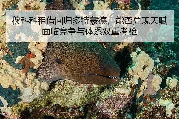 穆科科租借回归多特蒙德，能否兑现天赋面临竞争与体系双重考验