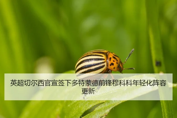 英超切尔西官宣签下多特蒙德前锋穆科科年轻化阵容更新
